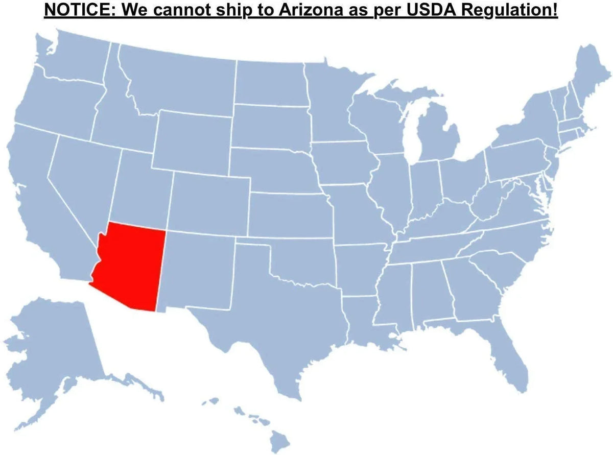 2026 NewBrighter Blooms - Jacaranda Tree, 2-3 ft. - No Shipping To AZ