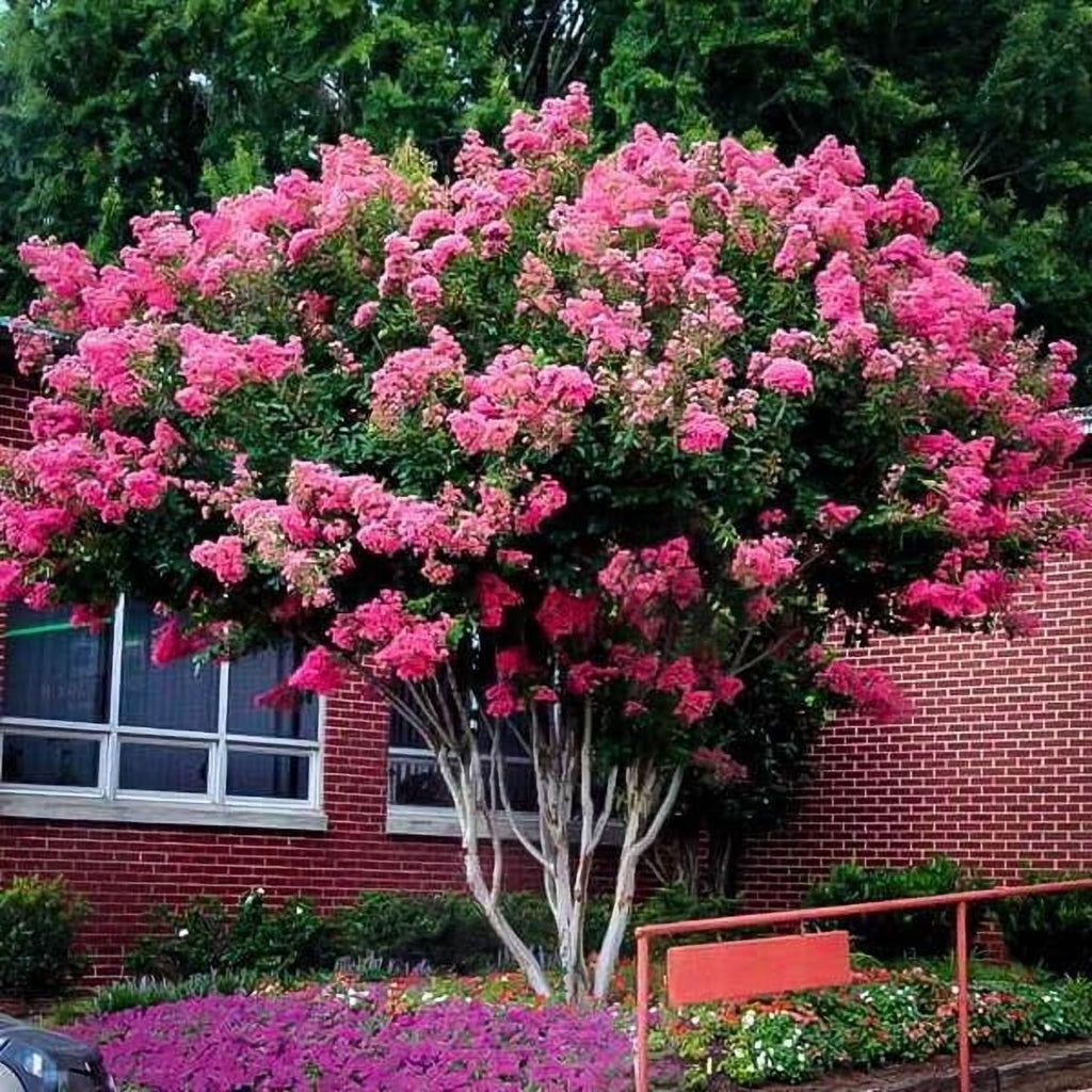 2026 NewCrape Myrtle Pink Velour | 1 Extra Large 3 Gallon Plants | Lush Magenta-Pink Blooms, Live Plant, Elegant Ornamental Shrub for Distinctive Garden Accents